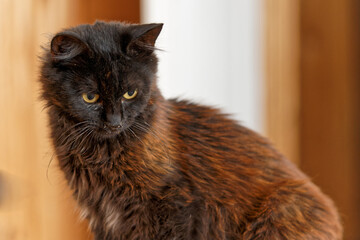 young brown black cat breed york chocolate sitting sidewards and looking down