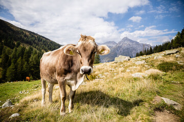 Fototapeta na wymiar Kühe auf einer Alm in den Alpen