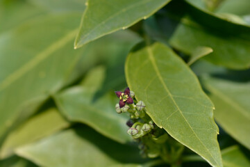 Japanese laurel