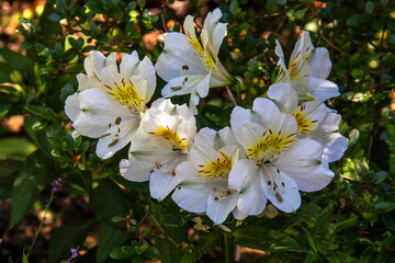 Fleurs d'Alstroemères blanches ou Lis des Incas en gros plan	
