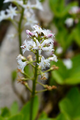 Common bogbean
