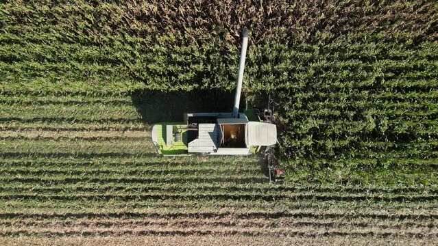 Top down view of Harvester machines working in maize field. Combine agriculture machine harvesting maize.