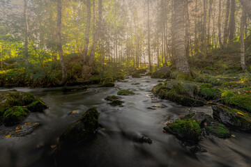 stream in the forest