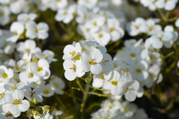 Garden Arabis