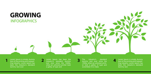 Infographic growing tree. Stages of plant growth from a green leaf to an adult tree. - obrazy, fototapety, plakaty