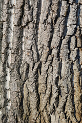 Candadian poplar