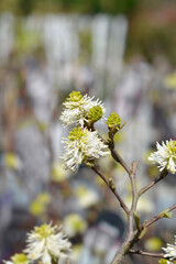 Mountain witch alder