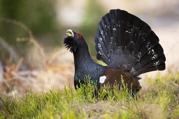 Western capercaillie, tetrao urogallus, lekking on grass in autumn nature. Dark bird with big tail...