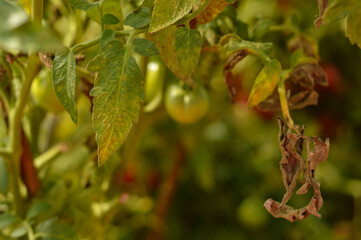Tomato plant Effected by Leafs rolling disease due Magnesium deficiency.