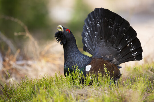 Western capercaillie, tetrao urogallus, lekking on grass in autumn nature. Dark bird with big tail standing in forest in fall. Black grouse courting in woodland.
