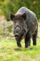 Wild boar, sus scrofa, approaching on grass in summer in vertical shot. Brown swine coming closer...
