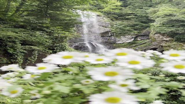 white flowers and waterfall in the mountains