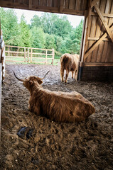 Scottish highland cattle lying in the pen. Back view of big brown hairy cow. High quality photo