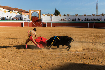Brave matador fighting with bull on arena
