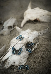 A beautiful blue butterfly sits on the skull of a cow. Beauty and death.