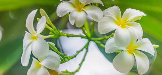 White Frangipani flowers. Plumeria  with green leaves, blurred tropical foliage. Relaxing nature, love romance floral background. Sunny nature closeup, white flowers