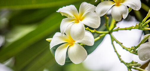 Obraz na płótnie Canvas White Frangipani flowers. Plumeria with green leaves, blurred tropical foliage. Relaxing nature, love romance floral background. Sunny nature closeup, white flowers