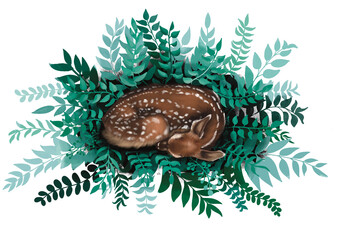 Fototapeta premium sleeping little deer