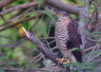 Sparrow Hawk - Accipiter nisus