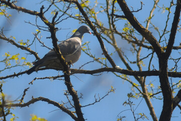 Colombaccio (Columba palumbus) tra i rami di un albero su sfondo cielo