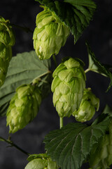 Hop branch. Plant. An ingredient for making beer.