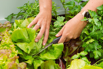 Close up of a female hand cutting salad in a raised garden bed