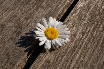 Daisy chamomile flowers on wooden background. View with copy space