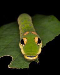 A Spicebush Butterfly larva (Papilio troilus) avoids predation by resembling a snake - Grand Bend,...
