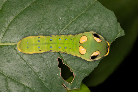 A Spicebush Butterfly Larva (Papilio Troilus) Avoids Predation By Resembling A Snake - Grand Bend, Ontario, Canada