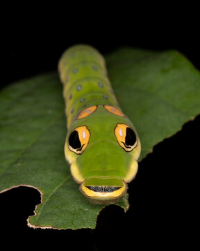 A Spicebush Butterfly Larva (Papilio Troilus) Avoids Predation By Resembling A Snake - Grand Bend, Ontario, Canada