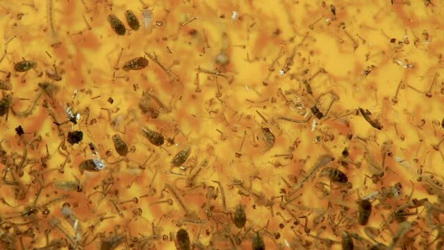 Mosquito larvae and pupae in the water. The period of reproduction and hatching of insects. 4K Macro Video. 
Soft focus.