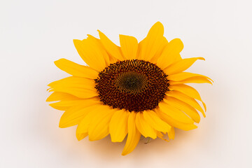 Bright yellow sunflower on white background. Copy space for your text.