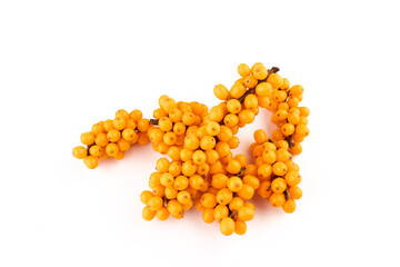 Sea-buckthorn berries branch on a white background