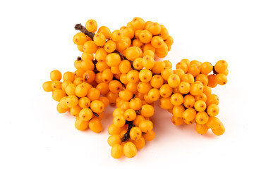 Sea-buckthorn berries branch on a white background