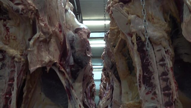 Hooked half cattle carcasses in the giant refrigerator at the slaughterhouse.