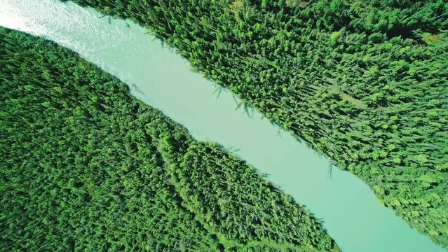 Aerial top down view of Chuya river curves and dense green forest. Amazing nature of Republic of Altai, Russia