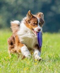 The dog catches the disk on the green grass
