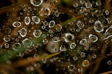 Water droplets on spider web.