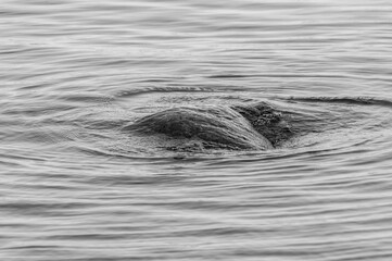 black and white abstract background with stone in the water