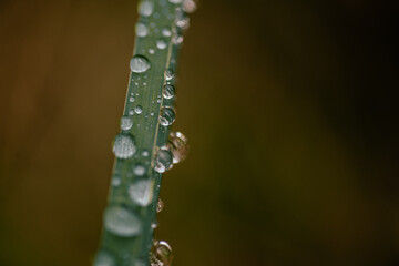 water drops on the grass