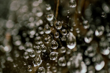 Water droplets on spider web.