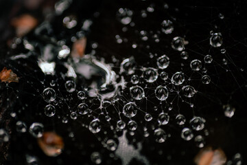 Water droplets on spider web.