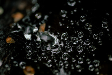 Water droplets on spider web.