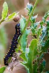 a black caterpillar with orange spots crawls over a prickly green plant