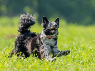 The dog catches the disk on the green grass
