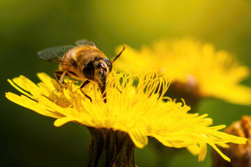 a yellow blooming flower with several unopened buds with a bokeh background with several flies that look like bees