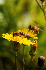 a yellow blooming flower with several unopened buds with a bokeh background with several flies that look like bees