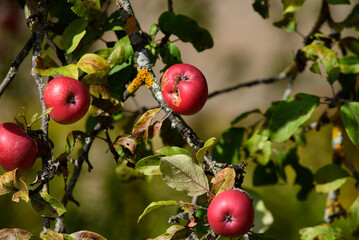 red apples on a tree with green leaves on a sunny day in autumn
