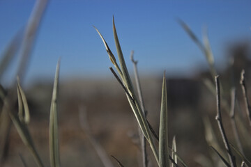 reeds in the wind