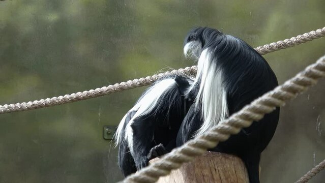 Angolan colobus (Colobus angolensis). Black and white colobus monkeys